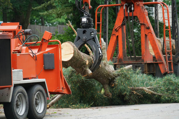 Best Tree Trimming Near Me  in Mead Valley, CA